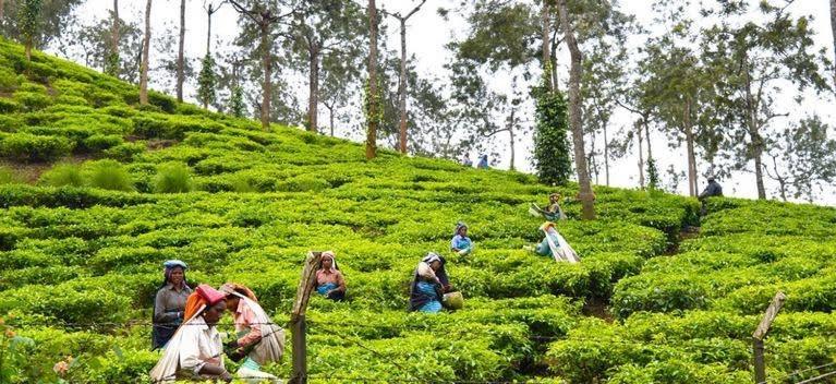 Cassells Jungle Resorts Thekkady Vandiperiyar Екстер'єр фото