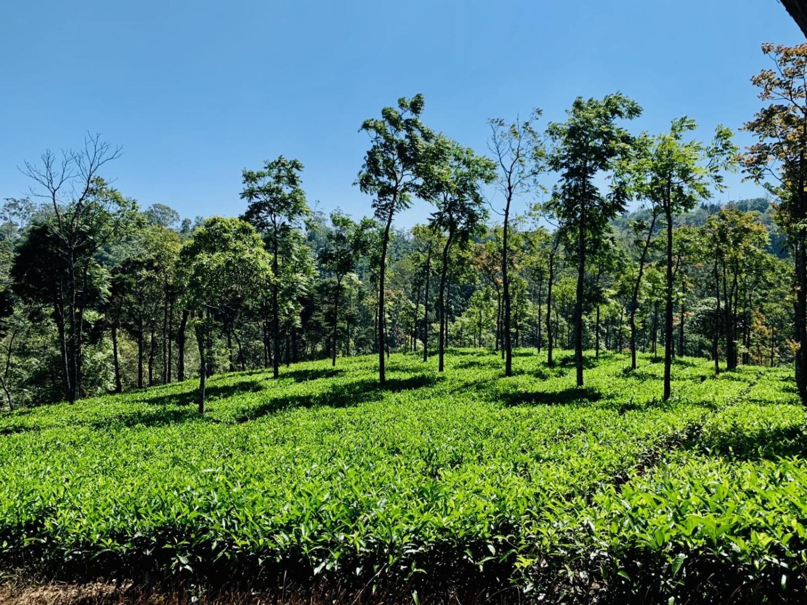 Cassells Jungle Resorts Thekkady Vandiperiyar Екстер'єр фото