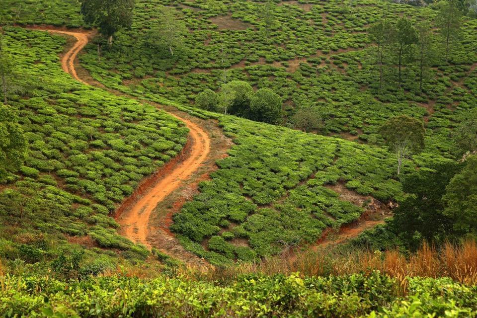 Cassells Jungle Resorts Thekkady Vandiperiyar Екстер'єр фото